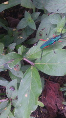 Plinthocoelium chilense