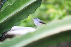 Polioptila nigriceps