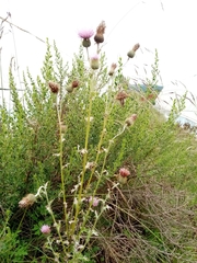Cirsium rhaphilepis
