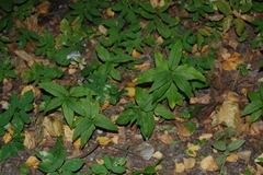 Lysimachia vulgaris