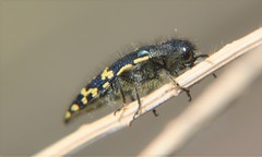 Acmaeodera flavopicta