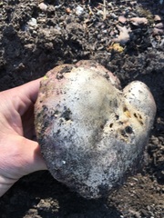 Butyriboletus primiregius