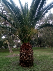 Phoenix canariensis
