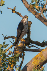 Accipiter brevipes