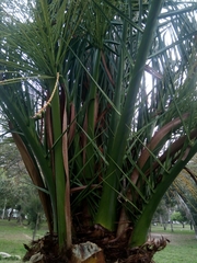 Phoenix canariensis