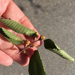 Ulmus serotina