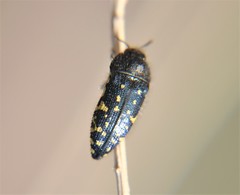 Acmaeodera flavopicta