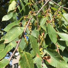 Ulmus serotina
