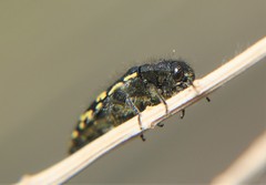 Acmaeodera flavopicta