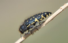 Acmaeodera flavopicta
