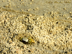 Leptuca leptodactyla