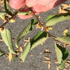 Ulmus serotina