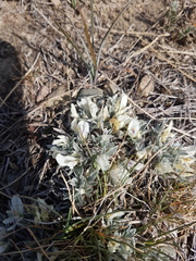 Astragalus gilviflorus