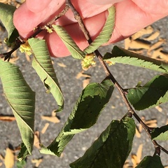 Ulmus serotina