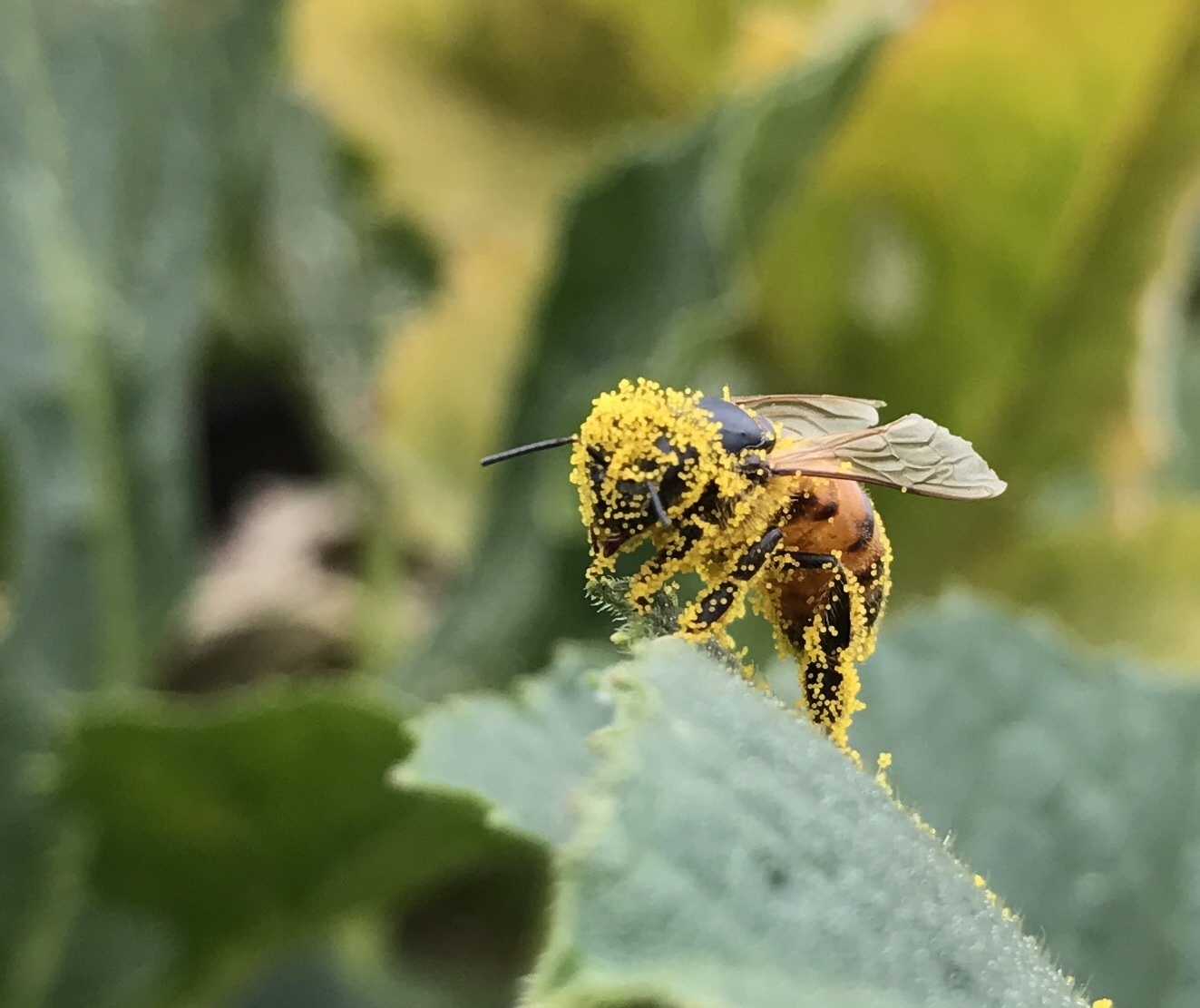 Honey Bees (Genus Apis) · iNaturalist