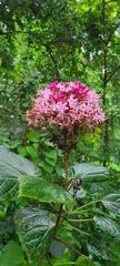 Clerodendrum bungei