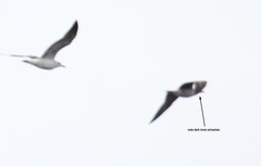 Larus fuscus