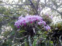 Cattleya trianae