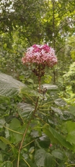 Clerodendrum bungei