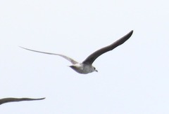 Larus fuscus