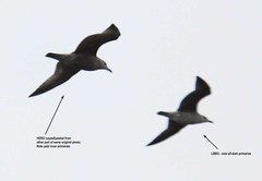 Larus fuscus