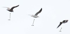 Larus fuscus