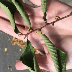 Ulmus serotina