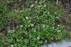 Trifolium repens