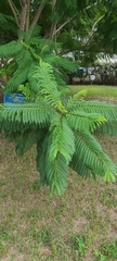 Jacaranda mimosifolia