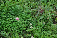 Trifolium pratense