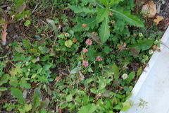 Trifolium hybridum