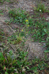 Erysimum cheiranthoides