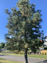 Pinus