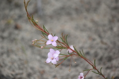 Boronia filifolia