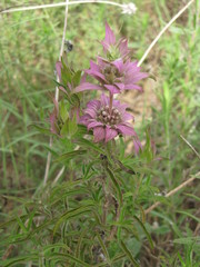 Monarda viridissima