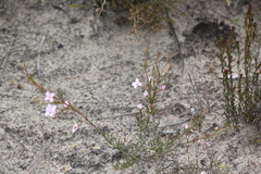 Boronia filifolia