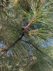 Pinus