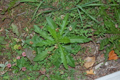 Cirsium arvense