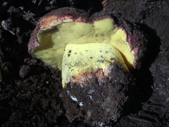Butyriboletus primiregius