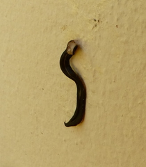 Continenticola