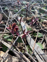 Chiloglottis × pescottiana