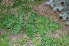Heracleum sosnowskyi