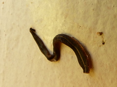 Continenticola
