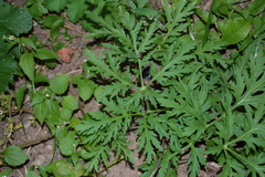 Artemisia sieversiana