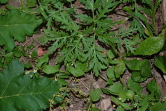 Artemisia sieversiana