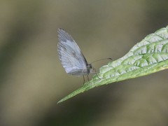 Abaeis albula