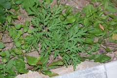 Artemisia sieversiana