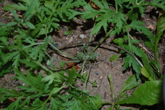 Artemisia sieversiana