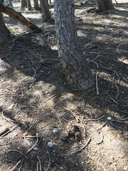 Butyriboletus primiregius