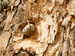 Artocarpus heterophyllus